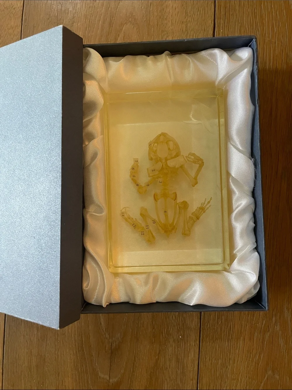 Frog Skeleton! New! - Picture 1 of 10